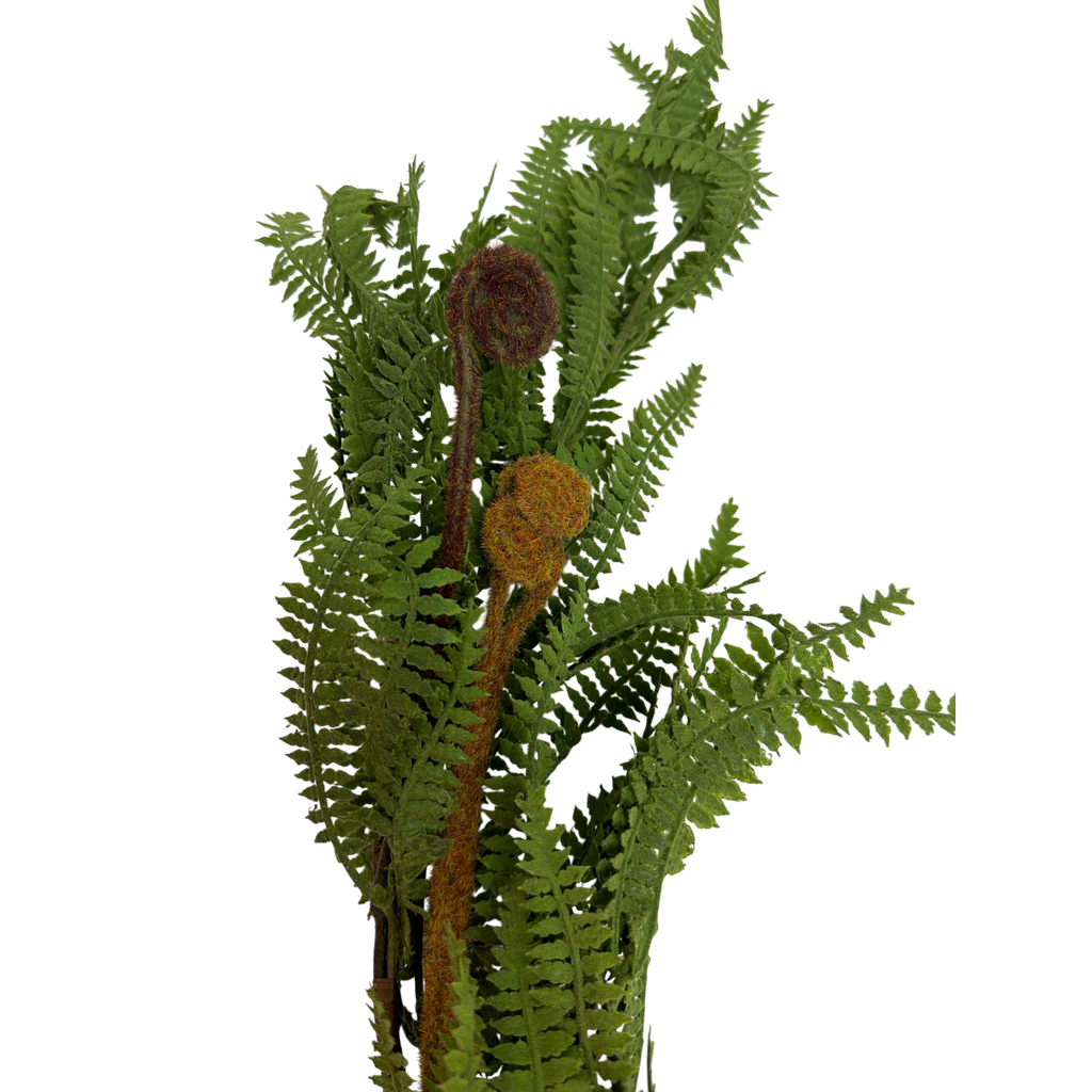 Fern Garland