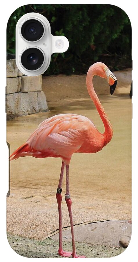 Lone Flamingo at Sea World Park in Florida - Phone Case