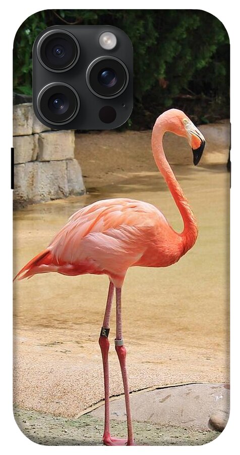 Lone Flamingo at Sea World Park in Florida - Phone Case