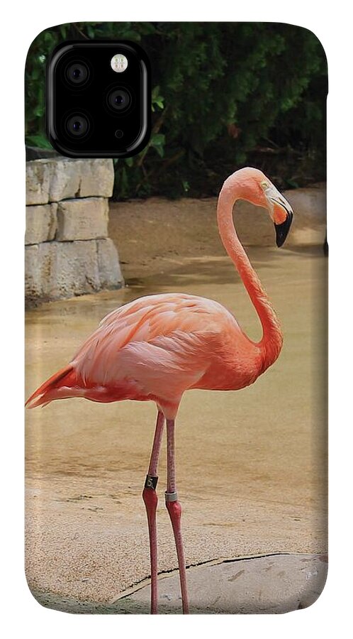 Lone Flamingo at Sea World Park in Florida - Phone Case