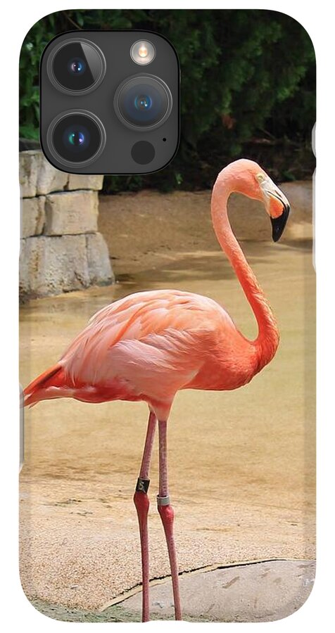Lone Flamingo at Sea World Park in Florida - Phone Case