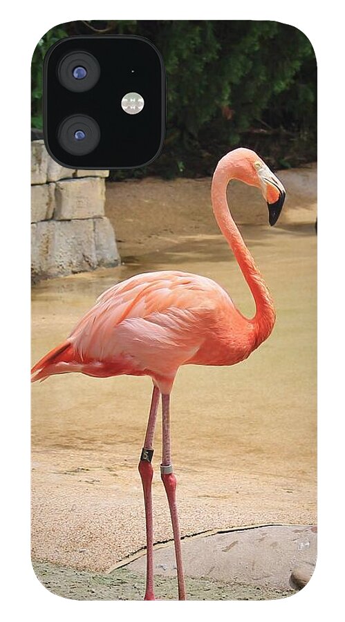 Lone Flamingo at Sea World Park in Florida - Phone Case