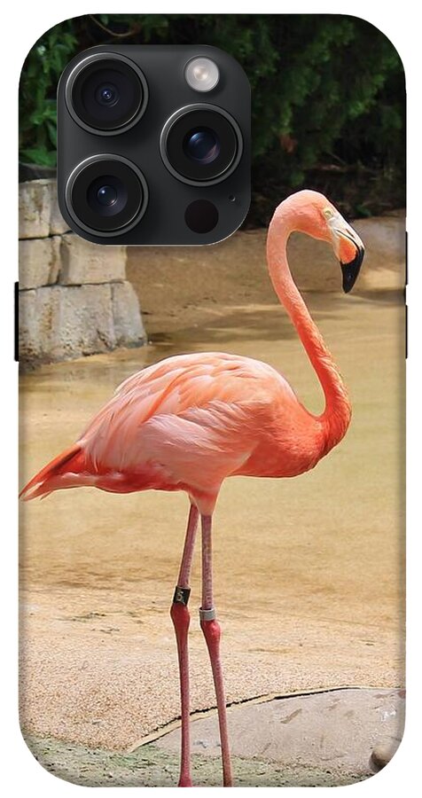 Lone Flamingo at Sea World Park in Florida - Phone Case