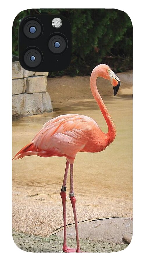 Lone Flamingo at Sea World Park in Florida - Phone Case