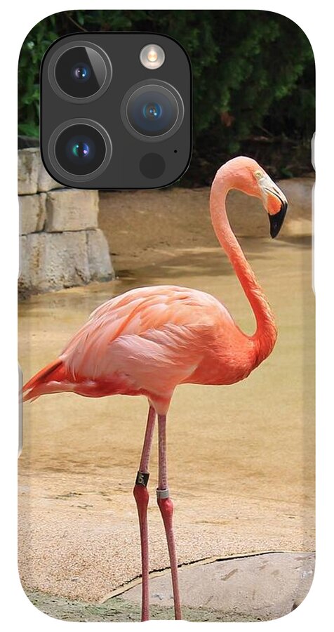 Lone Flamingo at Sea World Park in Florida - Phone Case