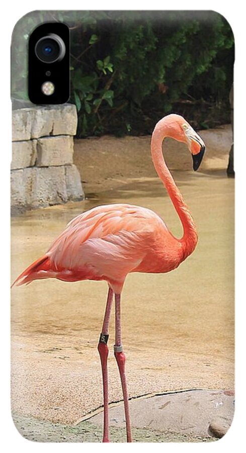 Lone Flamingo at Sea World Park in Florida - Phone Case
