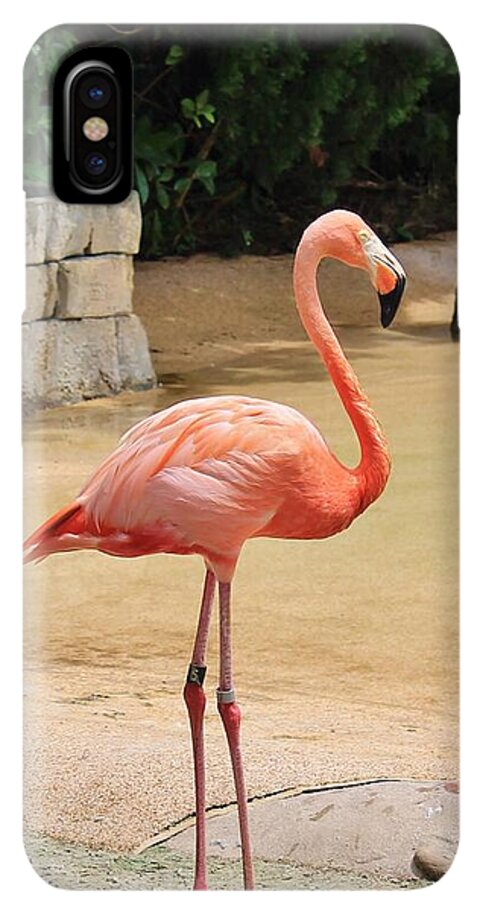 Lone Flamingo at Sea World Park in Florida - Phone Case