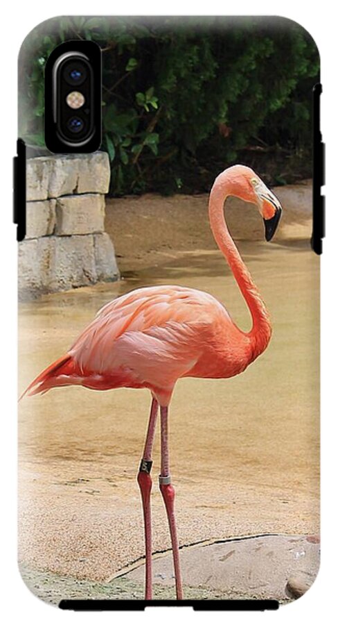 Lone Flamingo at Sea World Park in Florida - Phone Case
