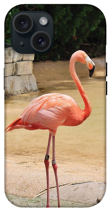 Lone Flamingo at Sea World Park in Florida - Phone Case