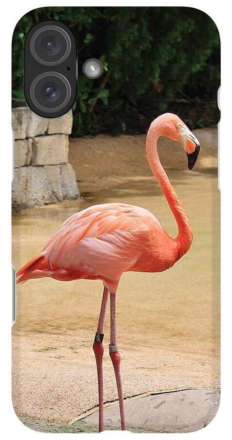 Lone Flamingo at Sea World Park in Florida - Phone Case