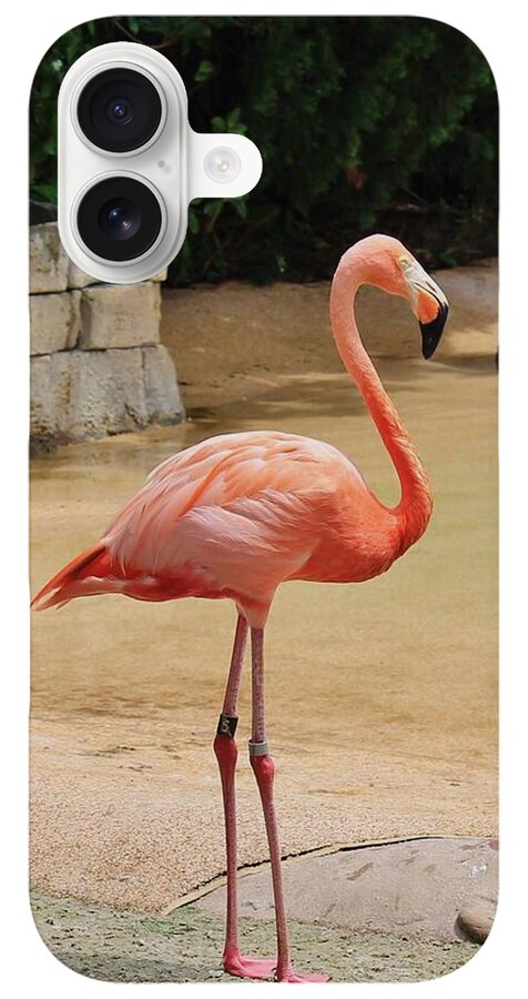 Lone Flamingo at Sea World Park in Florida - Phone Case
