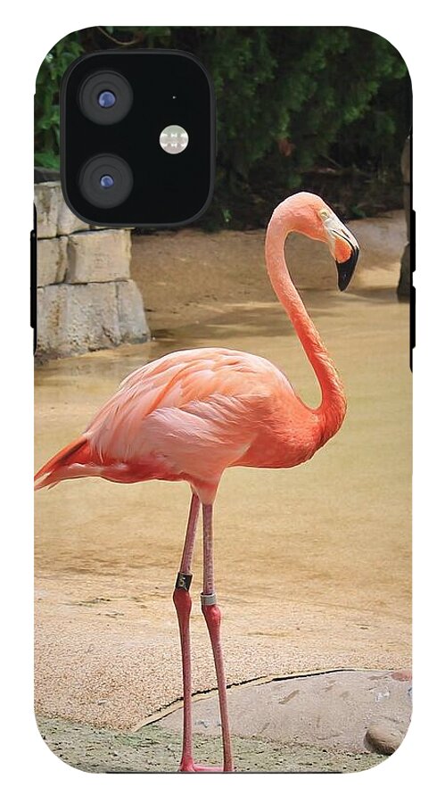 Lone Flamingo at Sea World Park in Florida - Phone Case