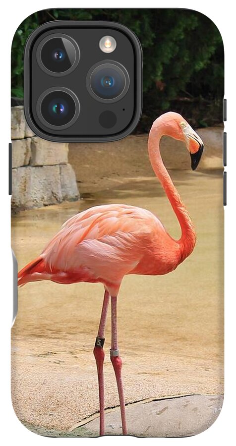 Lone Flamingo at Sea World Park in Florida - Phone Case