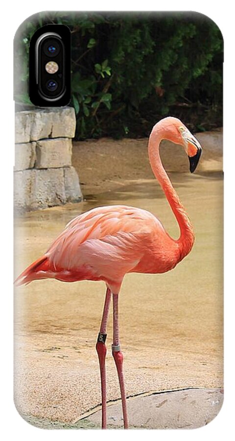 Lone Flamingo at Sea World Park in Florida - Phone Case