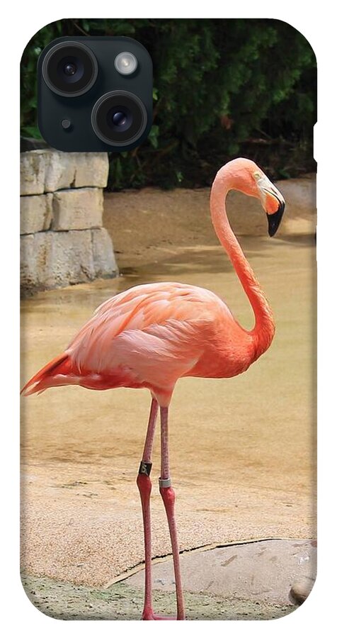 Lone Flamingo at Sea World Park in Florida - Phone Case
