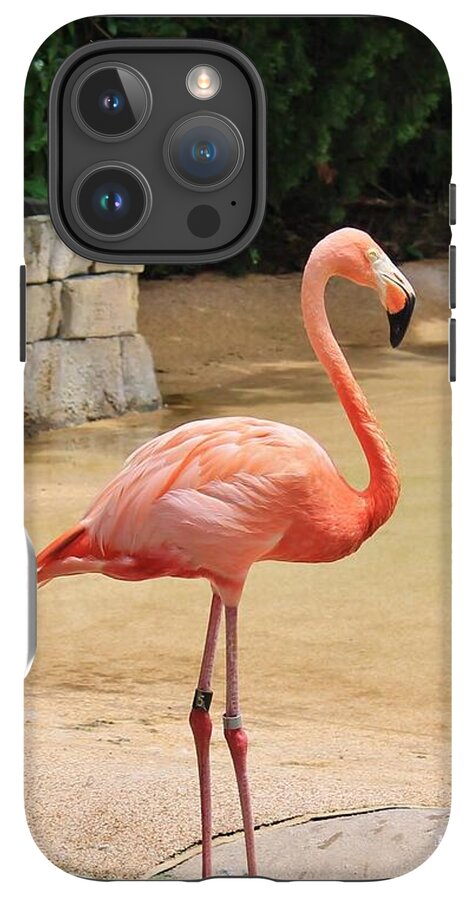 Lone Flamingo at Sea World Park in Florida - Phone Case