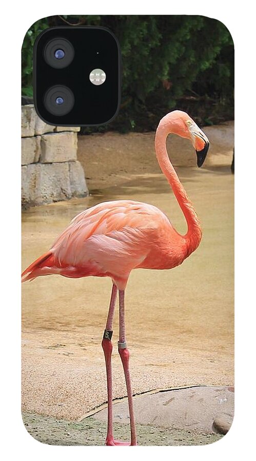 Lone Flamingo at Sea World Park in Florida - Phone Case