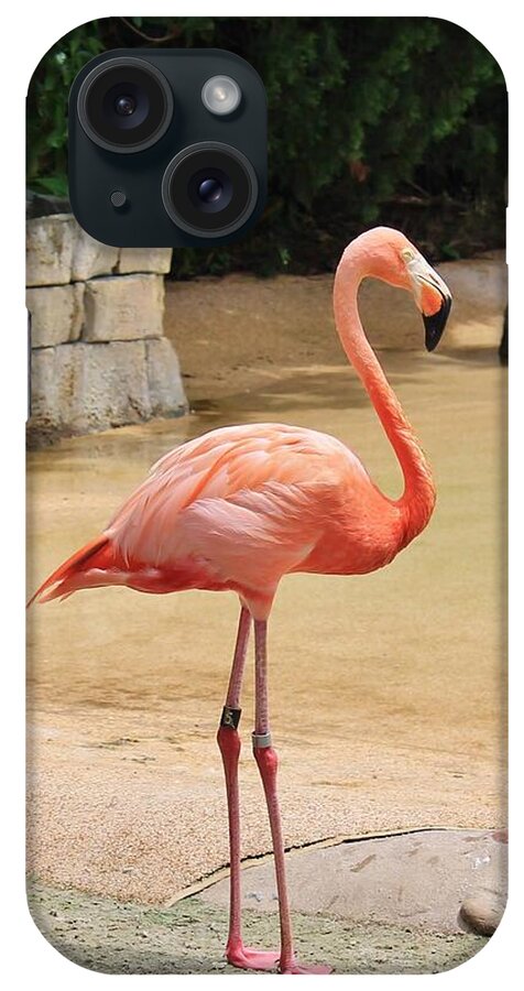 Lone Flamingo at Sea World Park in Florida - Phone Case