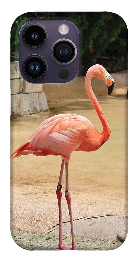 Lone Flamingo at Sea World Park in Florida - Phone Case