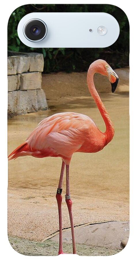 Lone Flamingo at Sea World Park in Florida - Phone Case