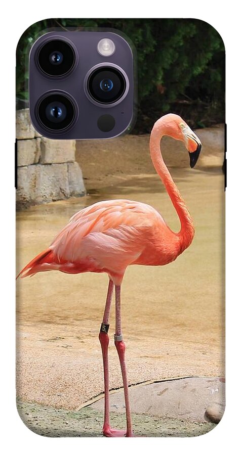 Lone Flamingo at Sea World Park in Florida - Phone Case