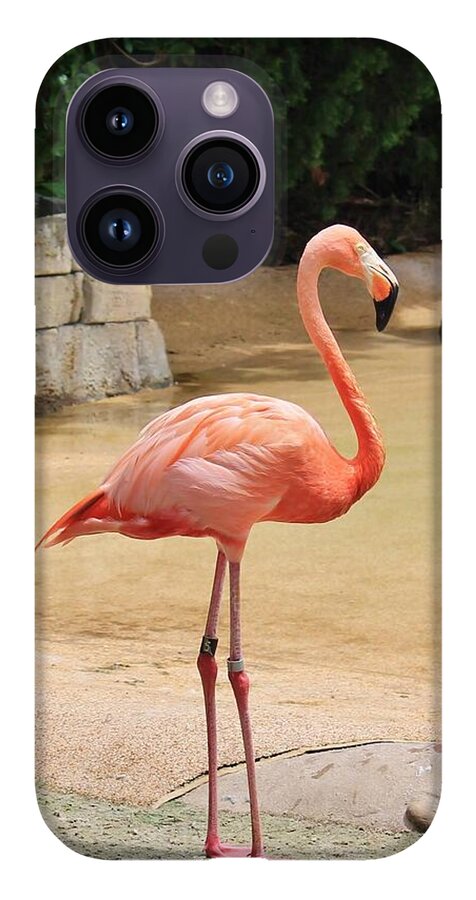 Lone Flamingo at Sea World Park in Florida - Phone Case