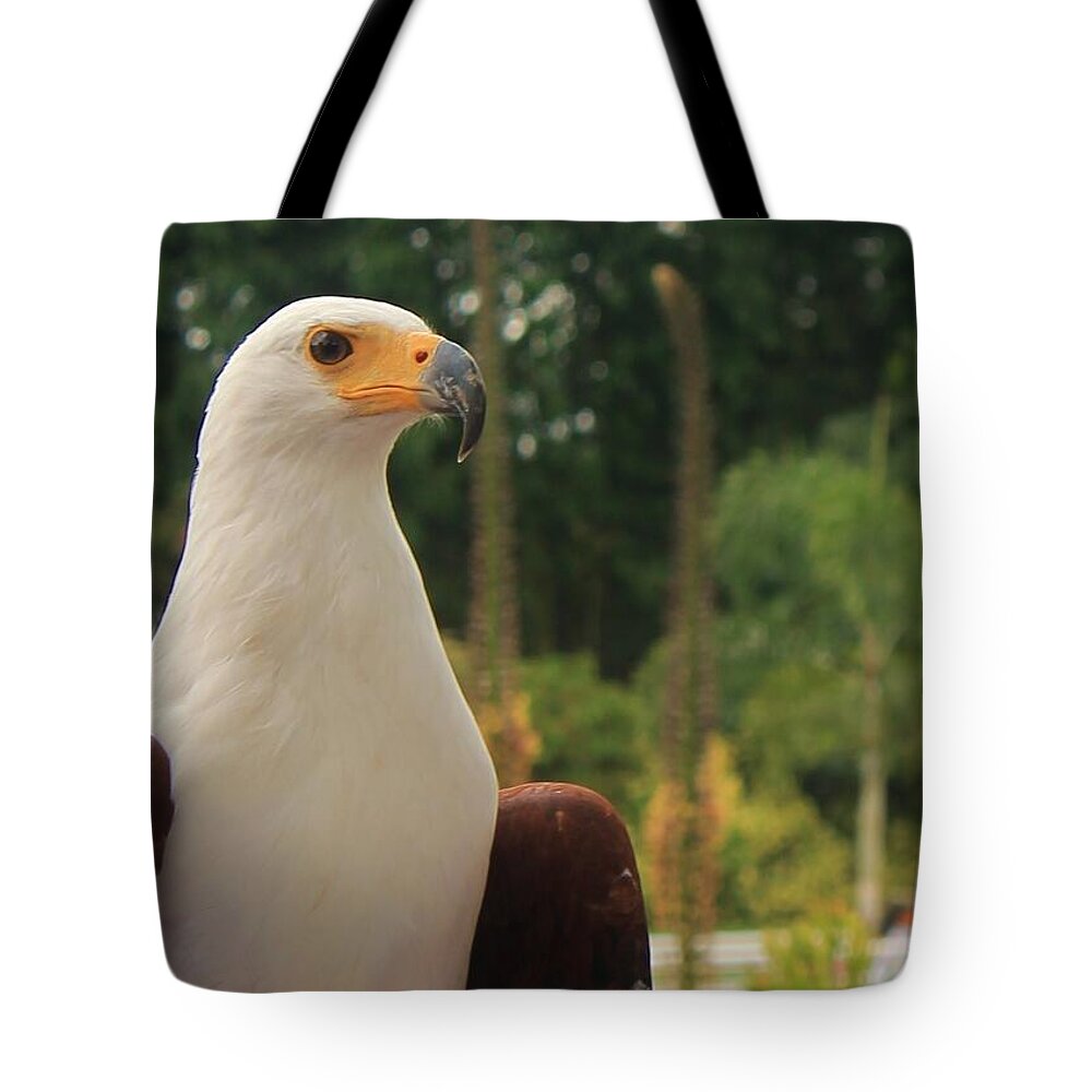 Majestic American Bald Eagle Eagle - Tote Bag
