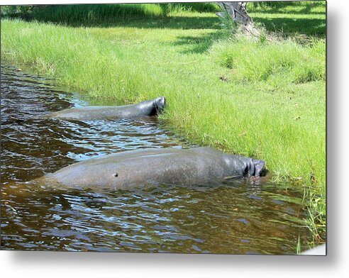 Manatees Resting by Shore of Indian River Lagoon, Florida - Metal Print