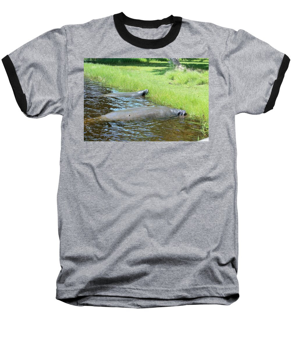 Manatees Resting by Shore of Indian River Lagoon, Florida - Baseball T-Shirt