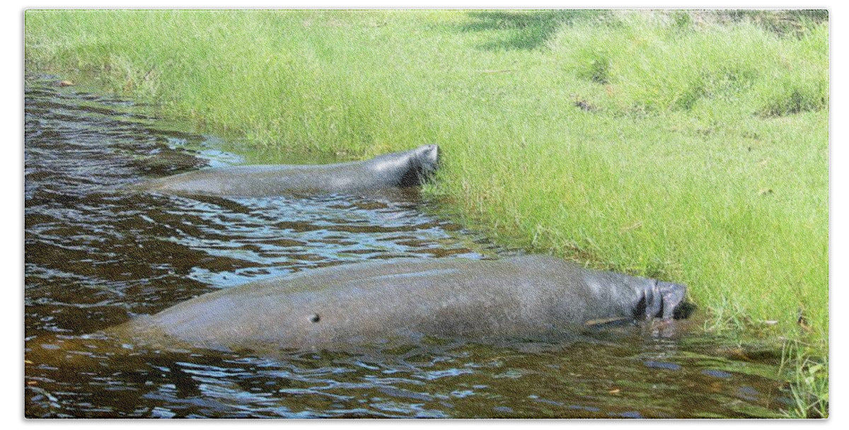 Manatees Resting by Shore of Indian River Lagoon, Florida - Beach Towel