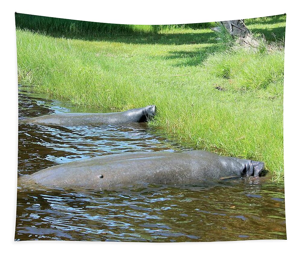 Manatees Resting by Shore of Indian River Lagoon, Florida - Tapestry