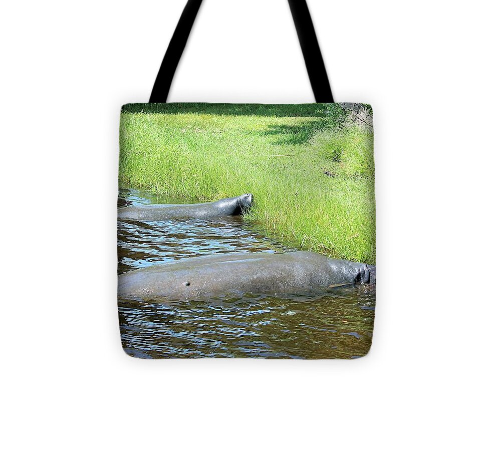 Manatees Resting by Shore of Indian River Lagoon, Florida - Tote Bag