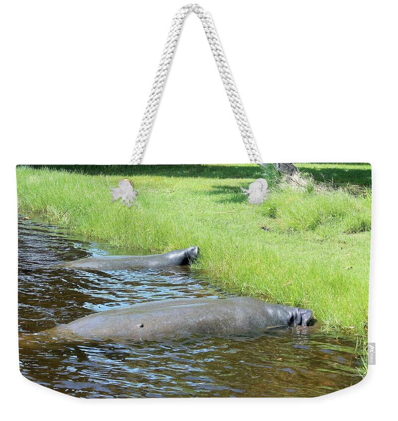 Manatees Resting by Shore of Indian River Lagoon, Florida - Weekender Tote Bag