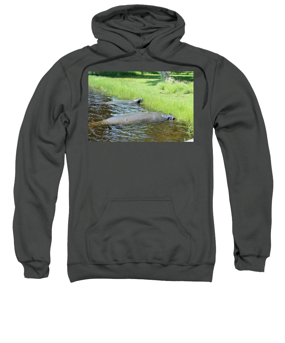 Manatees Resting by Shore of Indian River Lagoon, Florida - Sweatshirt