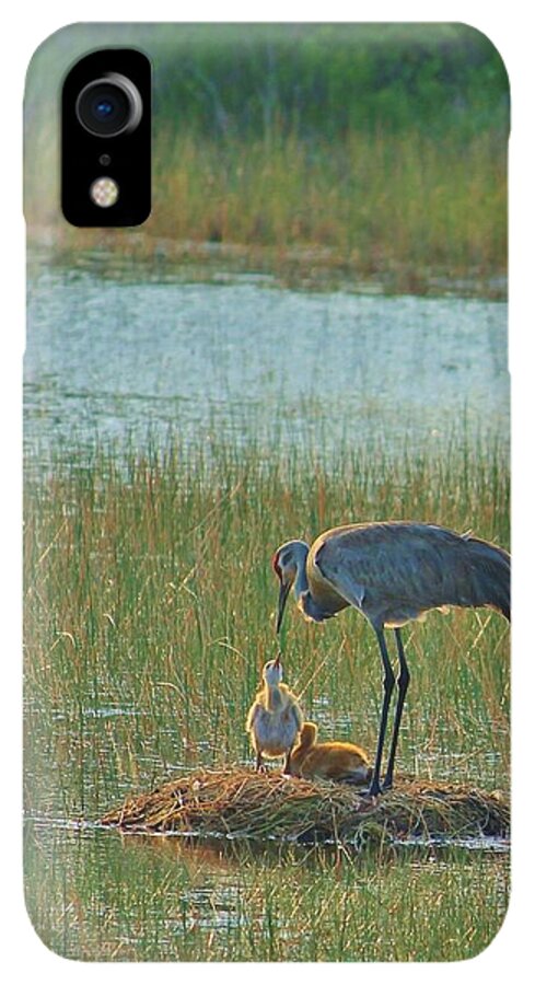 Sandhill Crane and Chicks in Malabar, Florida - Phone Case