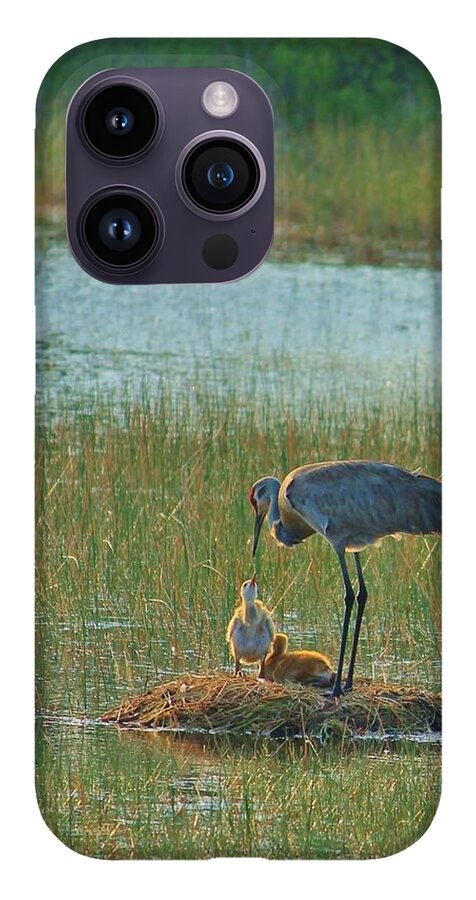 Sandhill Crane and Chicks in Malabar, Florida - Phone Case