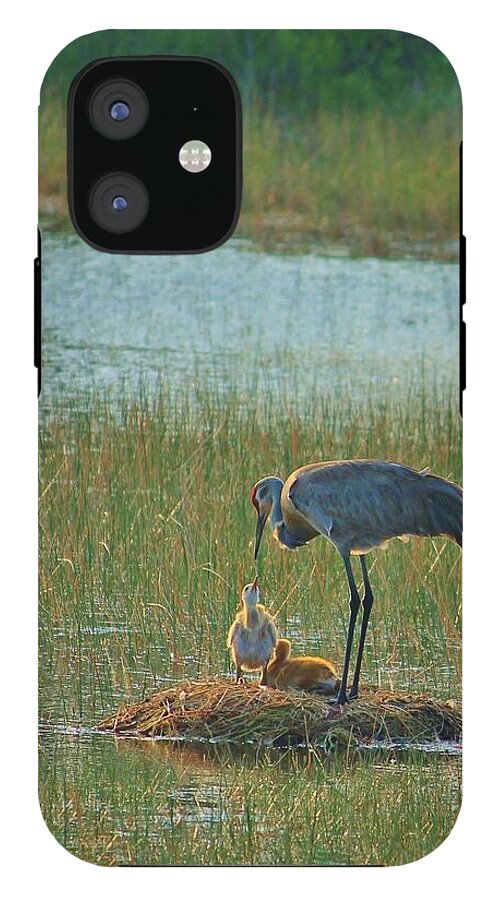 Sandhill Crane and Chicks in Malabar, Florida - Phone Case