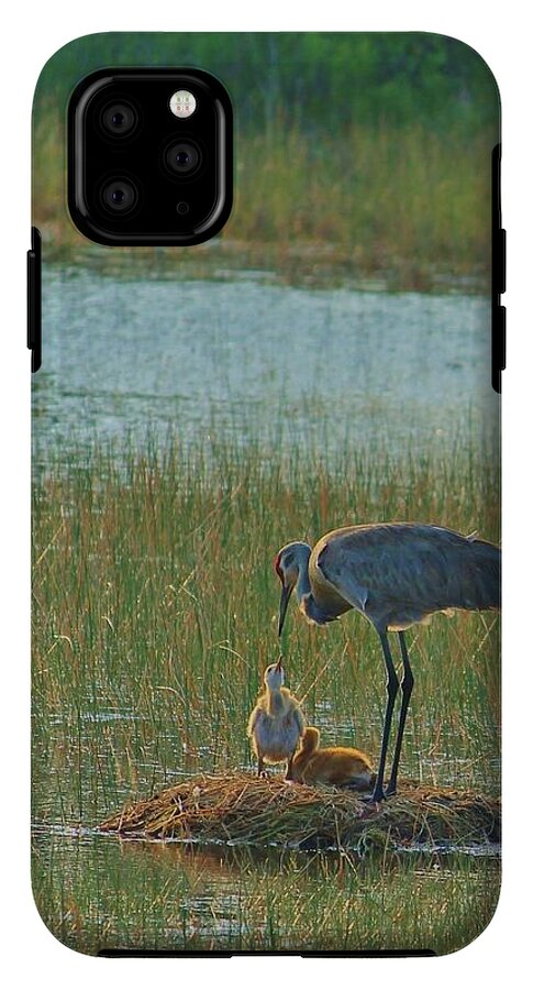 Sandhill Crane and Chicks in Malabar, Florida - Phone Case