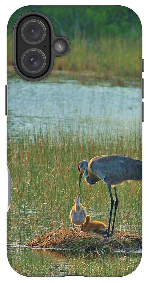 Sandhill Crane and Chicks in Malabar, Florida - Phone Case