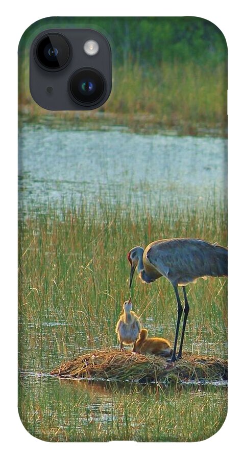 Sandhill Crane and Chicks in Malabar, Florida - Phone Case
