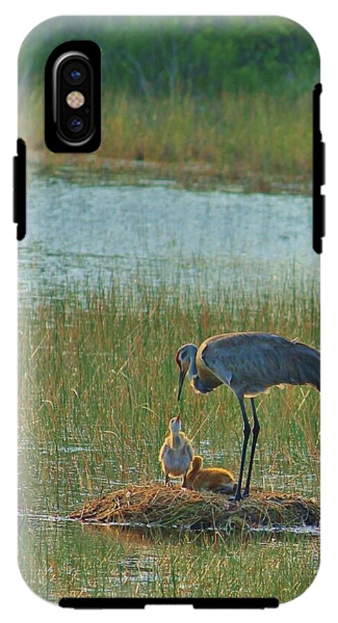 Sandhill Crane and Chicks in Malabar, Florida - Phone Case