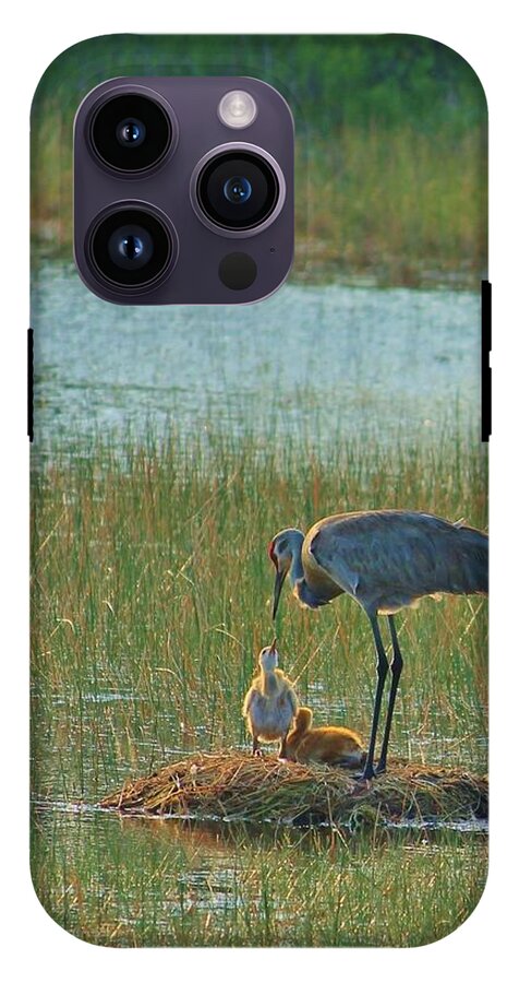 Sandhill Crane and Chicks in Malabar, Florida - Phone Case