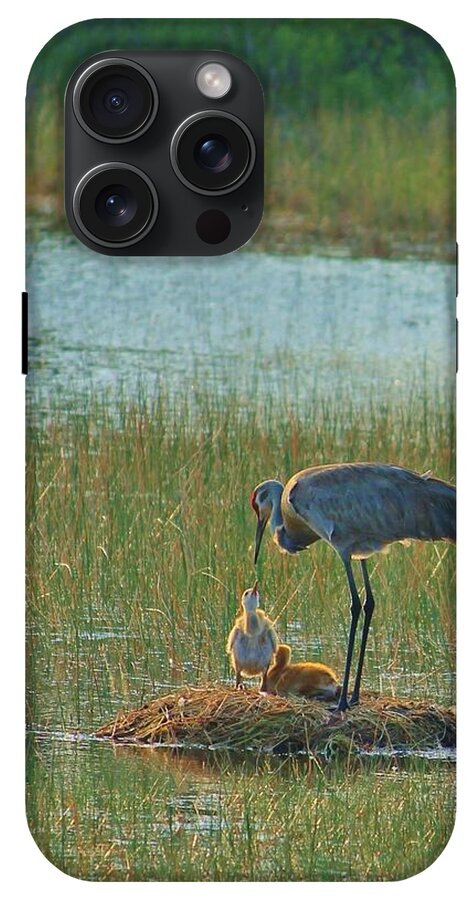 Sandhill Crane and Chicks in Malabar, Florida - Phone Case