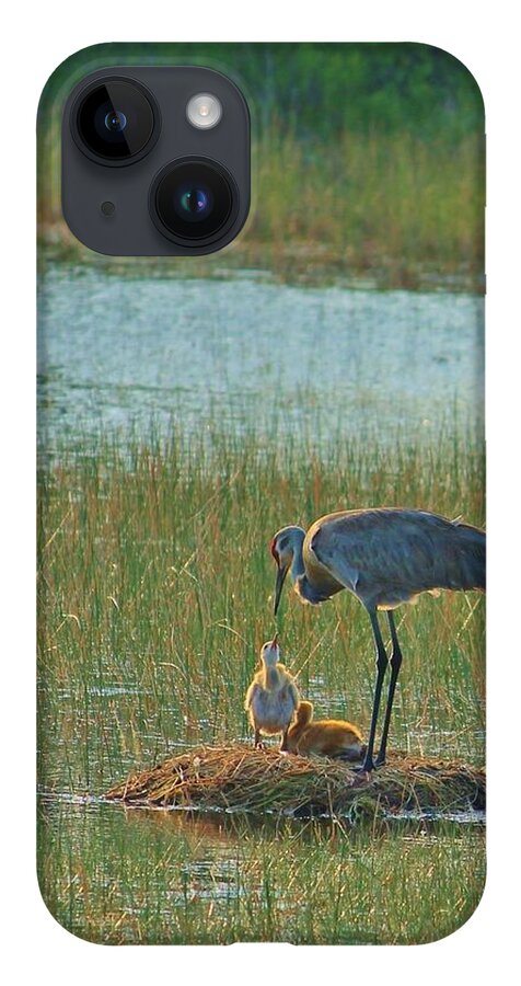 Sandhill Crane and Chicks in Malabar, Florida - Phone Case