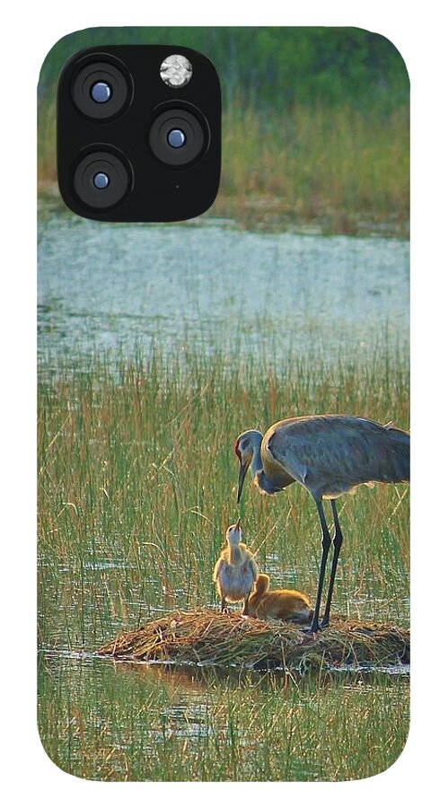 Sandhill Crane and Chicks in Malabar, Florida - Phone Case