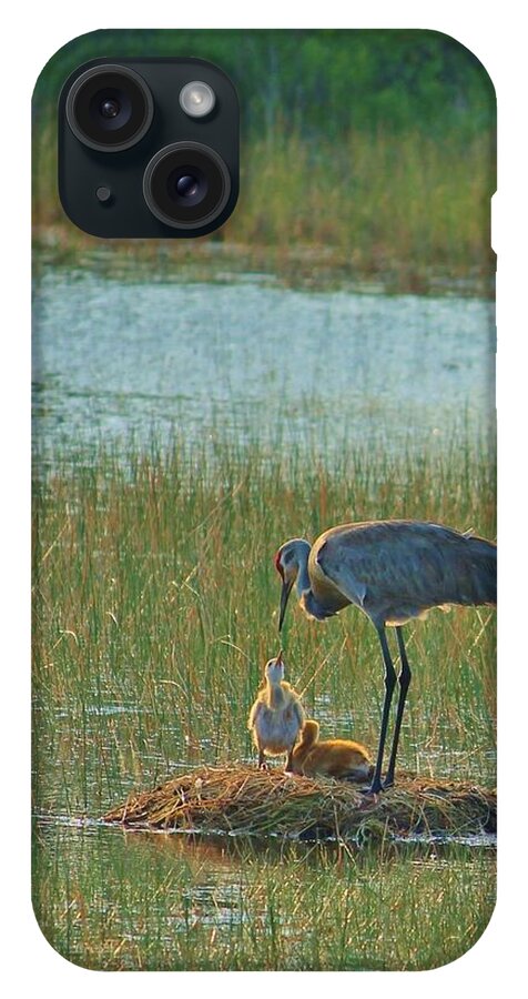 Sandhill Crane and Chicks in Malabar, Florida - Phone Case