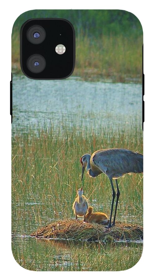 Sandhill Crane and Chicks in Malabar, Florida - Phone Case
