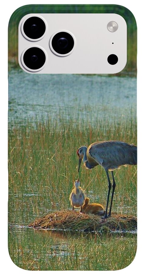Sandhill Crane and Chicks in Malabar, Florida - Phone Case
