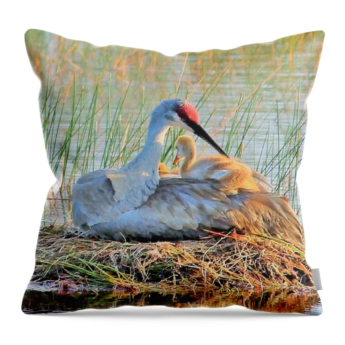 Sandhill Crane with Chicks Malabar Florida - Throw Pillow