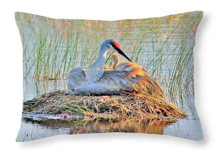 Sandhill Crane with Chicks Malabar Florida - Throw Pillow